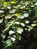 Leaves of Actinidia chinensis var. setosa