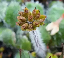 Actinotus bellidioides flower head