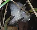 Spawn of the tusked frog; note the unpigmented eggs