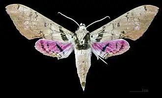 Adhemarius gannascus cubanus dorsal view