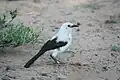 Pied babbler adults have a white head and body with dark brown rectrices and remiges.