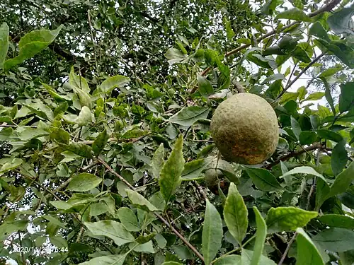 Leaves and fruit