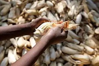 Dehusking maize by hand, Malawi