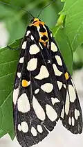 Tiger moth (Aglaomorpha histrio)