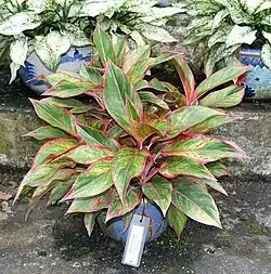 A cultivar with red-edged leaves, ‘Siam Aurora’.