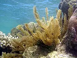 Aglaophenia cupressina