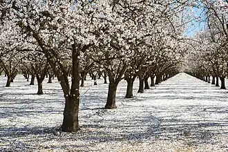 Almond blossoms in Butte County, California