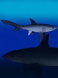 Restoration of Alopias grandis (top) and Carcharocles megalodon (bottom)