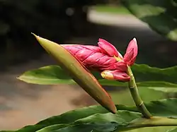 Alpinia hainanensis 'Shengzhen'