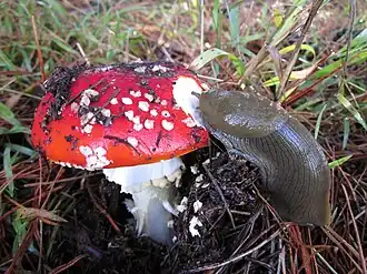 A mushroom (Amanita muscaria) being eaten by a banana slug.