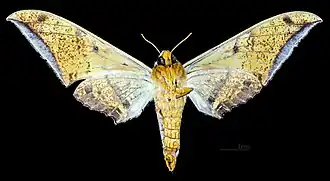 Female, ventral view