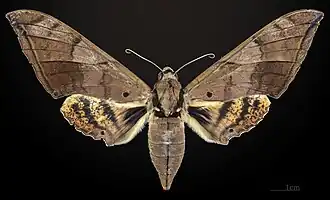Female