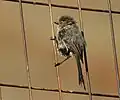 Bushtit in Pleasanton, California
