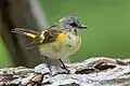 Immature American redstart from Chicago, Illinois