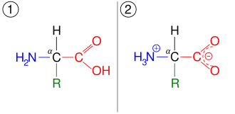 An amino acid, illustrated in two different ionization states. First, it has a neutral amine and neutral carboxylic acid. Second, it has a protonated ammonium cation and deprotonated carboxylate anion.