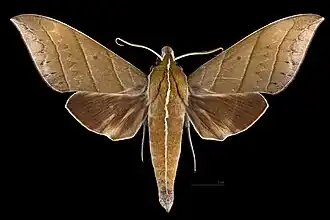 Male dorsal view