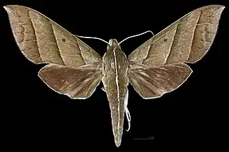 Female dorsal view