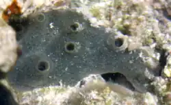 Amphimedon queenslandica adult