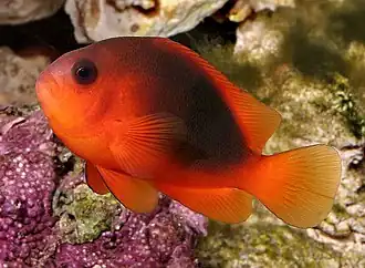 Clownfish with no bars