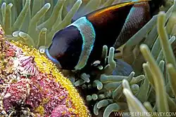 A. latezonatus showing orange dorsal fin