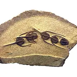 Ampyx, An Ordovician trinucleioid. these trilobites may have gone in single-file lines from deeper water to shallow water at night, mirroring modern Spiny lobsters.