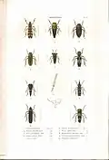 Plate 11 from: C.J.-B. Amyot and J. G. Audinet-Serville (1843). Histoire naturelle des insectes. Hémiptères. Paris, Librairie encyclopédique de Roret.