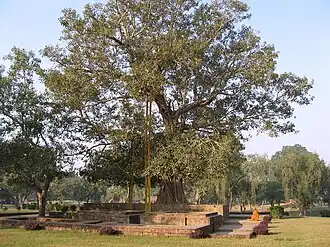Anandabodhi tree in Jetavana monastery