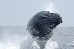 Humpback whale spinner-breaching