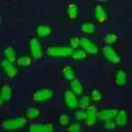 Green microscope image of chromosomes