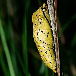 Pupa