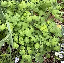 Foliage of Aquilegia hinckleyana