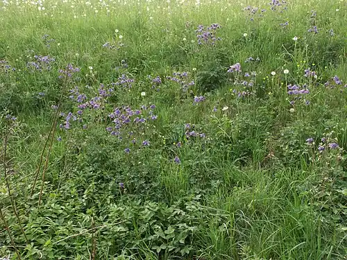 Plants growing in a meadow