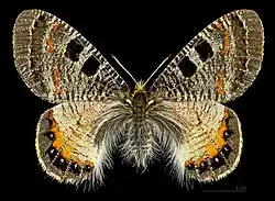 A. a. apollinus female - Turkey, MHNT