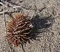 Unidentified Xanthium