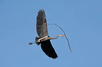 Image 39A great blue heron (Ardea herodias) flying with nesting material in Illinois. There is a colony of about twenty heron nests in trees nearby. Image credit: PhotoBobil (photographer), Snowmanradio (upload), PetarM (digital retouching) (from Portal:Illinois/Selected picture)