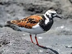 Ruddy turnstone, Vaxholm, Stockholm