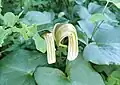 Young Arisarum vulgare