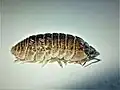 Armadillidium marmoratum