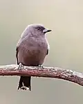Dusky woodswallow (Artamus cyanopterus)