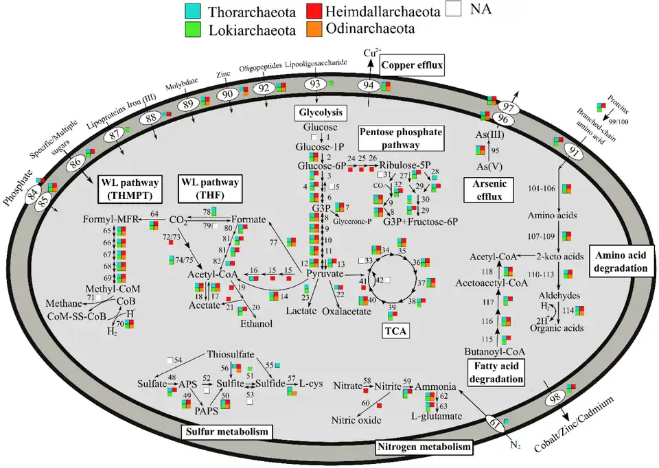 Metabolic pathways of Promethearchaeati archaea, varying by phyla[25]