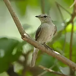 ashy flycatcher perched on branch