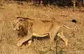 The black tuft of fur at the end of this Asiatic lion's tail is difficult to explain as an evolutionary vestige, or adaptation. Yet it occurs in all lions.