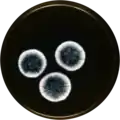 Aspergillus pulvinus growing on MEAOX plate