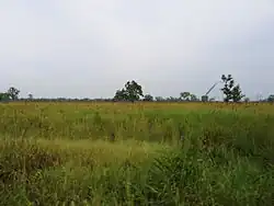 Grassland of Kaziranga National Park