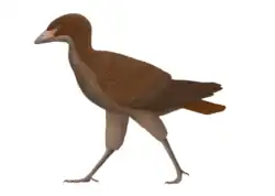 Asteriornis maastrichtensis