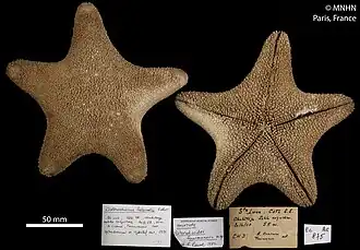 Asterodiscides fourmanoiri.