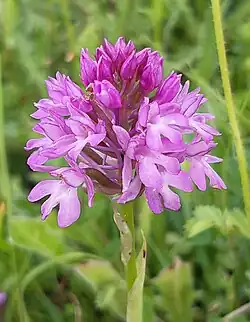 Pyramidal orchid