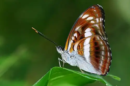 Ventral view