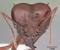 Head view of a soldier ant of Atta mexicana