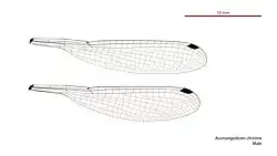 Male wings